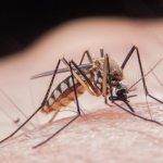 Cum se manifestă alergia la înțepătura de insecte