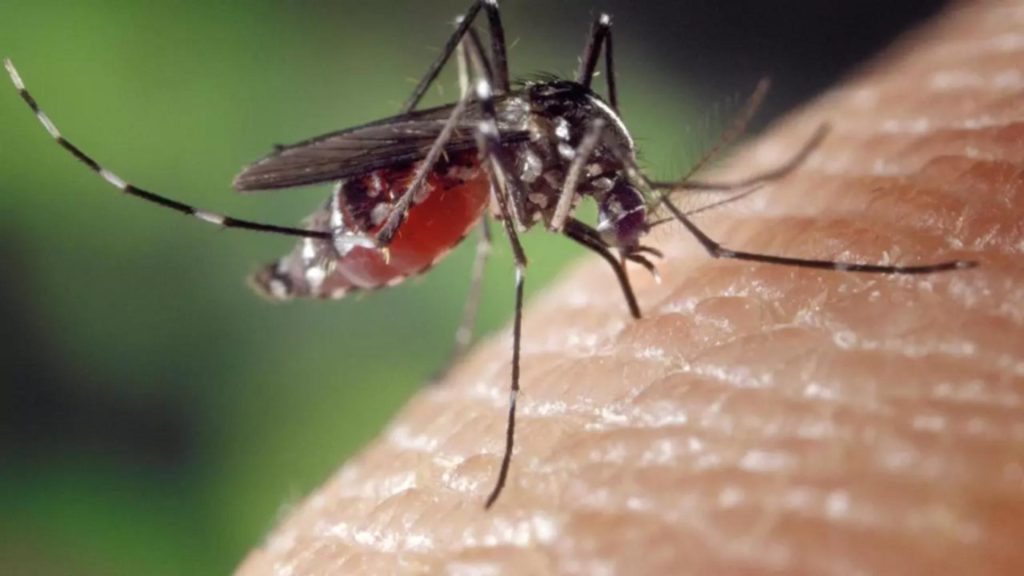 Adio spray pentru ȚÂNȚARI! Un medicament transformă sângele în otravă pentru insecte