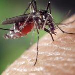 Adio spray pentru ȚÂNȚARI! Un medicament transformă sângele în otravă pentru insecte
