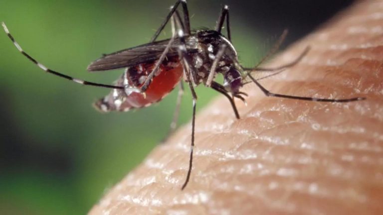 Adio spray pentru ȚÂNȚARI! Un medicament transformă sângele în otravă pentru insecte