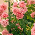 Cum să plantezi trandafirii pas cu pas. Când este cel mai indicat. Sfaturi utile de la specialiști