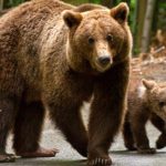 Urșii au ieșit din hibernare. Avertismentul jandarmilor pentru localnicii din Vâlcea, dar și pentru turiști