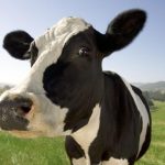 Virusul febrei aftoase, tot mai multe victime în Romania. ANSVSA trage un semnal de alarmă şi face apel la responsabilitate şi vigilenţă