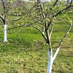 Ce să pui la rădăcina copacilor în luna martie. E important să le oferi îngrijirea necesară