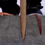 Cum chemi râmele din pământ fără să te murdărești? Trucul care i-a înnebunit pe pescari - VIDEO