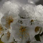 Iarna s-a întors în forță, în aprilie! Agricultorii sunt în alertă: vremea rea le-a distrus culturile FOTO&VIDEO