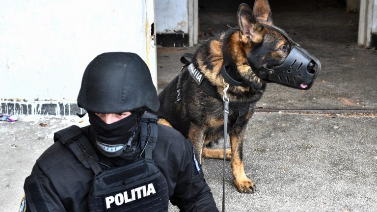 Percheziții la mafia cămătarilor: familia lui Bercea Mondialu, călcată de mascați
