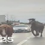 Paștele cailor a ajuns la Cluj? 10 cai scăpați de sub control, filmați în trafic în Cluj. Soferii au rămas socati