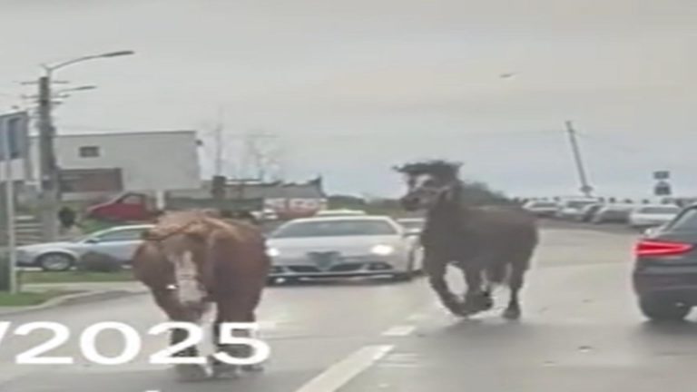 Paștele cailor a ajuns la Cluj? 10 cai scăpați de sub control, filmați în trafic în Cluj. Soferii au rămas socati