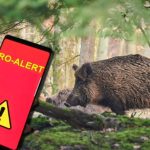 Porc mistreț, într-un parc din orașul Otopeni. Autoritățile au emis un mesaj RO-Alert