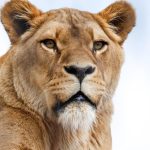 Sfârșit CUMPLIT pentru o adolescentă de 14 ani: a fost atacată mortal de o leoaică, în propria locuință