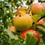 Ce trebuie să pui la rădăcina merilor primăvara. Trucul secret al grădinarilor pentru o recoltă bogată