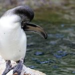 Un elicopter s-a prăbușit din cauza unui pinguin. Cum s-a transformat o misiune de rutină într-un incident neașteptat
