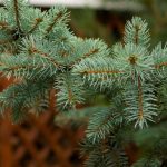 Cum să plantezi corect un brad și unde este locul din curte cel mai potrivit pentru acest conifer. Sfaturi utile de la specialiști