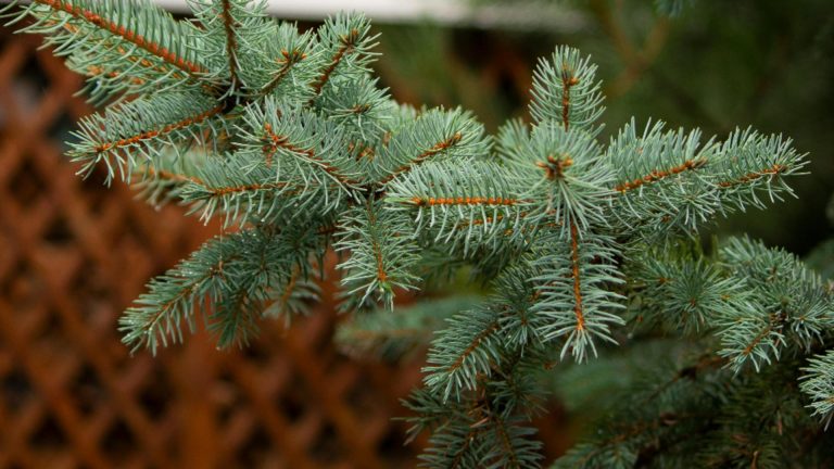Cum să plantezi corect un brad și unde este locul din curte cel mai potrivit pentru acest conifer. Sfaturi utile de la specialiști