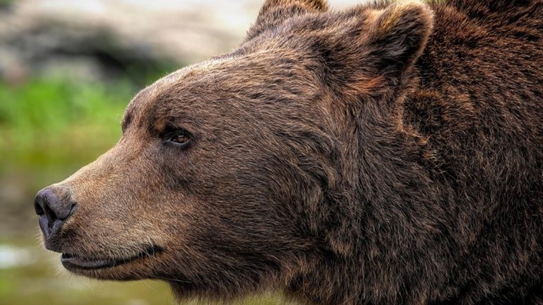 Mesaj RO-ALERT. O ursoaică cu doi pui și-au făcut apariția în apropierea gospodăriilor din Neamț