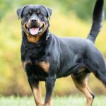 Amenzi uriașe pentru stăpânii de câini. Legea se aplică în toate orașele din România