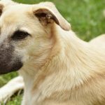 Care este vârsta câinelui tău, de fapt. A fost demontat mitul celor 7 ani umani