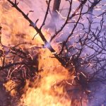 Incendiu de pădure în Argeș: pompierii luptă cu flăcările în condiții extreme, într-o zonă greu accesibilă