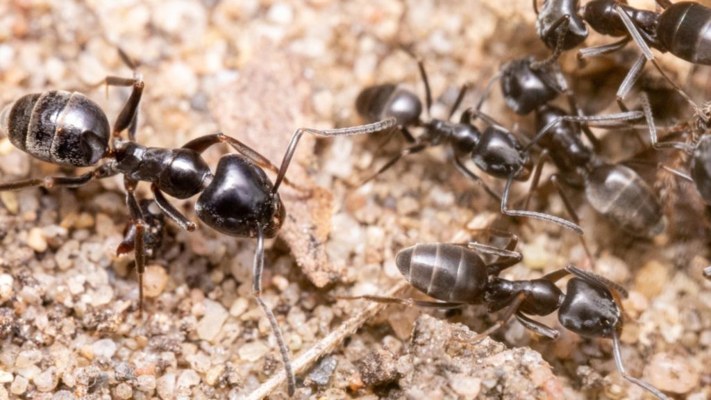 O specie de furnică agresivă se răspândește alarmant în Europa. În Germania, unele orașe au rămas fără curent și internet din cauza adevăratelor invazii