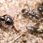 O specie de furnică agresivă se răspândește alarmant în Europa. În Germania, unele orașe au rămas fără curent și internet din cauza adevăratelor invazii