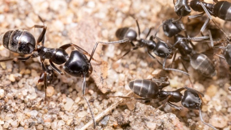 O specie de furnică agresivă se răspândește alarmant în Europa. În Germania, unele orașe au rămas fără curent și internet din cauza adevăratelor invazii