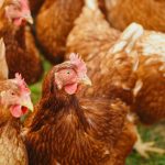 Cum să scapi găinile de paraziți. Metode pe care le foloseau bunicii pentru a țină păduchii și căpușele la distanță de păsările de curte