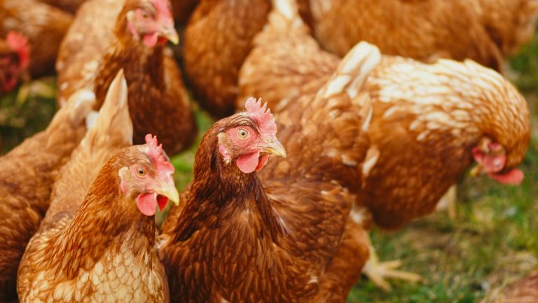 Cum să scapi găinile de paraziți. Metode pe care le foloseau bunicii pentru a țină păduchii și căpușele la distanță de păsările de curte