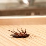 Cea mai mare fabrică de faină din GÂNDCI este la un pas de faliment. Resetarea alimentară iese în decor