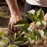 Ce trebuie să faci ca plantele să înflorească mai des