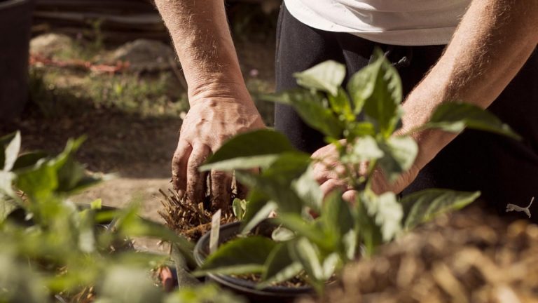 Ce trebuie să faci ca plantele să înflorească mai des