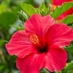 De ce cad frunzele la HIBISCUS. Cum trebuie îngrijit corect trandafirul japonez? Sfaturi de la specialiști