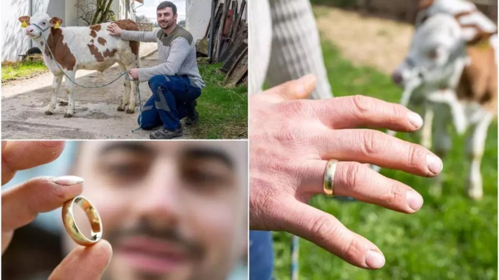 Povestea inedită a unui fermier: și-a pierdut verigheta în timp ce dădea mâncare vacilor și după 4 luni a găsit-o într-un loc incredibil