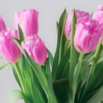 Ce trebuie să faci ca lalelele să reziste până la 2 săptămâni în vază. Trucuri utile pentru iubitorii acestor flori