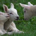 Dezastru în ferme. Mulți ciobani au rămas cu mieii nevânduți