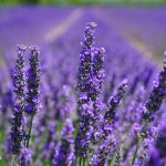 Când se plantează lavanda. Care este perioada potrivită pentru această plantă deosebită