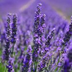 Ce trebuie să faci pentru ca lavanda să crească frumos. Secretul grădinarilor cu experiență pe care trebuie să îl știi