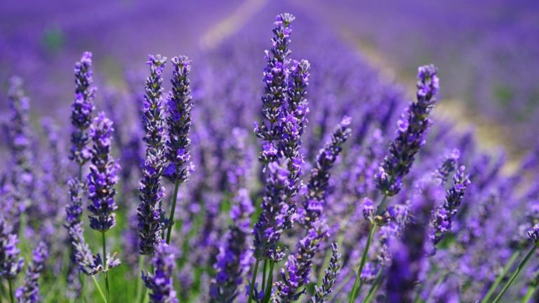 Ce trebuie să faci pentru ca lavanda să crească frumos. Secretul grădinarilor cu experiență pe care trebuie să îl știi
