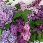 Ce trebuie să faci cu florile de liliac ca să reziste mai mult timp în vază. Trucuri pentru a le prelungi viața