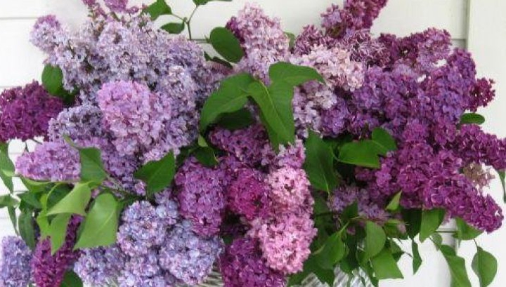 Ce trebuie să faci cu florile de liliac ca să reziste mai mult timp în vază. Trucuri pentru a le prelungi viața