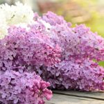 Ceaiul din flori de liliac, elixirul de care puțini știu. Ce afecțiuni ameliorează