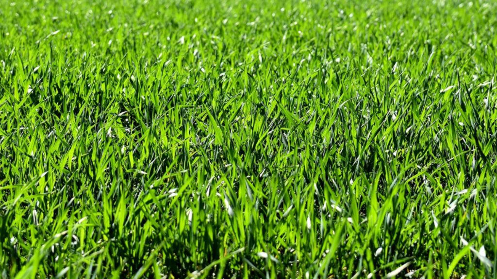 Ingredientul care îți va face gazonul mai verde ca niciodată. Este GRATIS