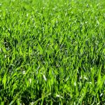 Ingredientul care îți va face gazonul mai verde ca niciodată. Este GRATIS