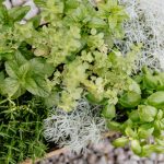 Plantele care țin gândacii de bucătărie la distanță. Trebuie să le ai în ghivece pentru a scăpa de insectele nedorite
