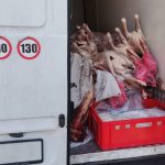 ANSVSA stabilește un nou record - O TONĂ de carne de miel, oprită la intrarea în București