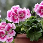 Amendă de 1.500 de lei pentru românii care au flori în balcon! Situațiile în care pot face și închisoare