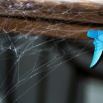 Trucul care te scapă de pânzele de păianjen din casă. Soluția naturală care ține la distanță musafirii nepoftiți