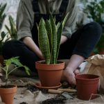 Plante de apartament, ideale pentru spațiile cu lumină puțină