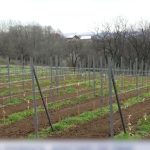 Scumpiri de până la 100%. Frigul a distrus recoltele de fructe
