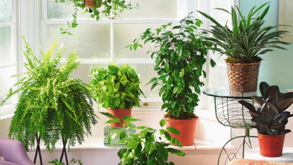 Planta minune care purifică aerul. Este mereu verde și se întreține extrem de ușor. Trebuie neapărat să o ai în casă